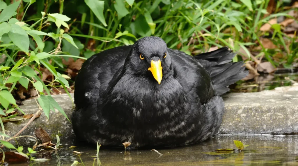 Quelle est la véritable signification de la présence d’un merle dans votre jardin ?