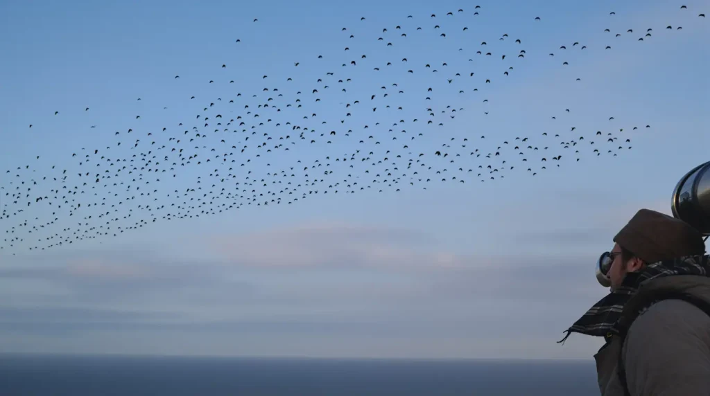 De la migration des oiseaux en baie de Somme à la vie en société, une réflexion sur notre écosystème